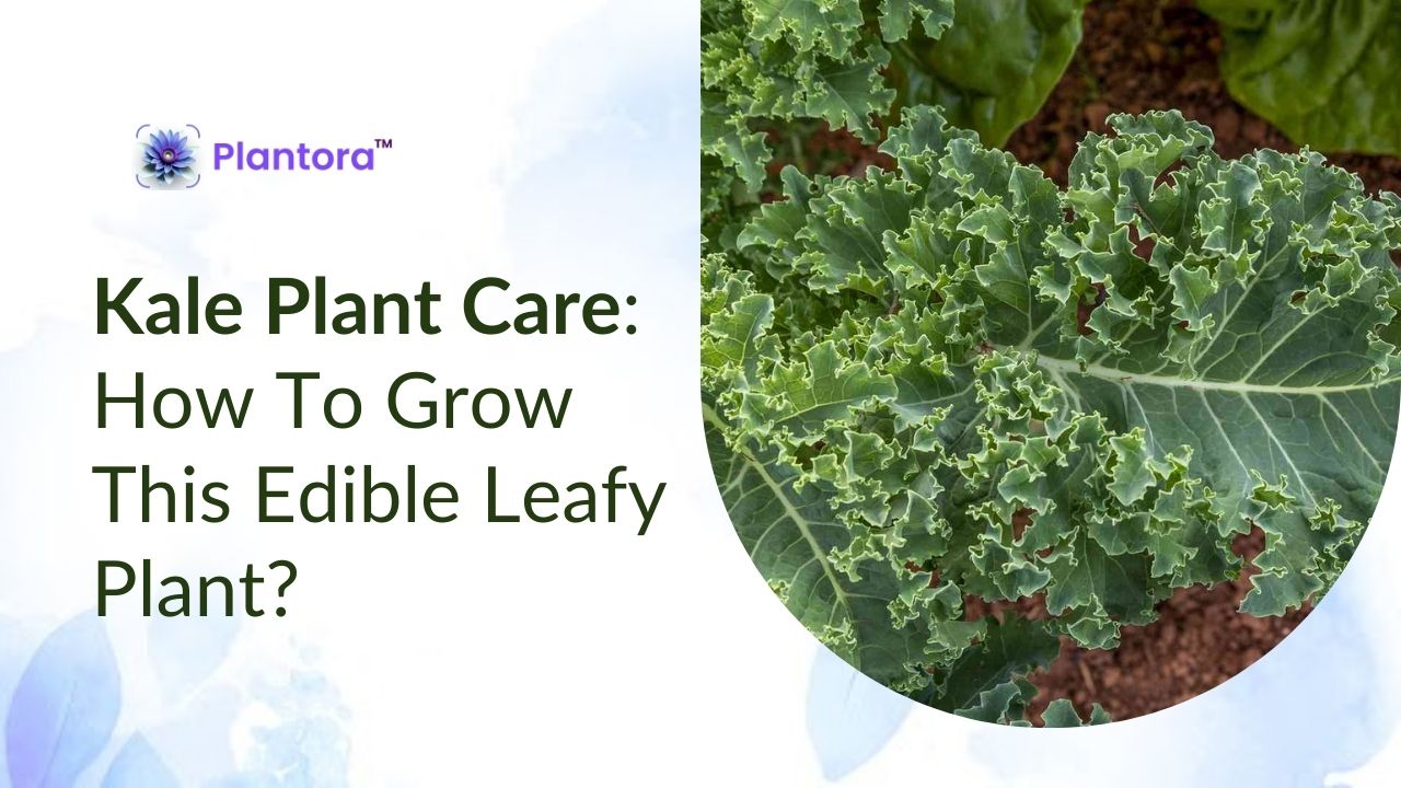 Kale Plant Care: How To Grow This Edible Leafy Plant? - Plantora