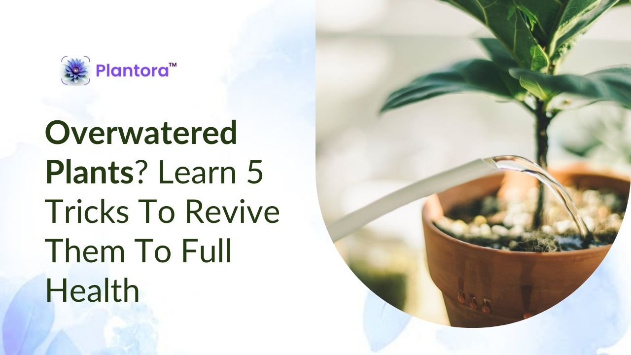 Overwatered Plants? Learn 5 Tricks To Revive Them To Full Health - Plantora