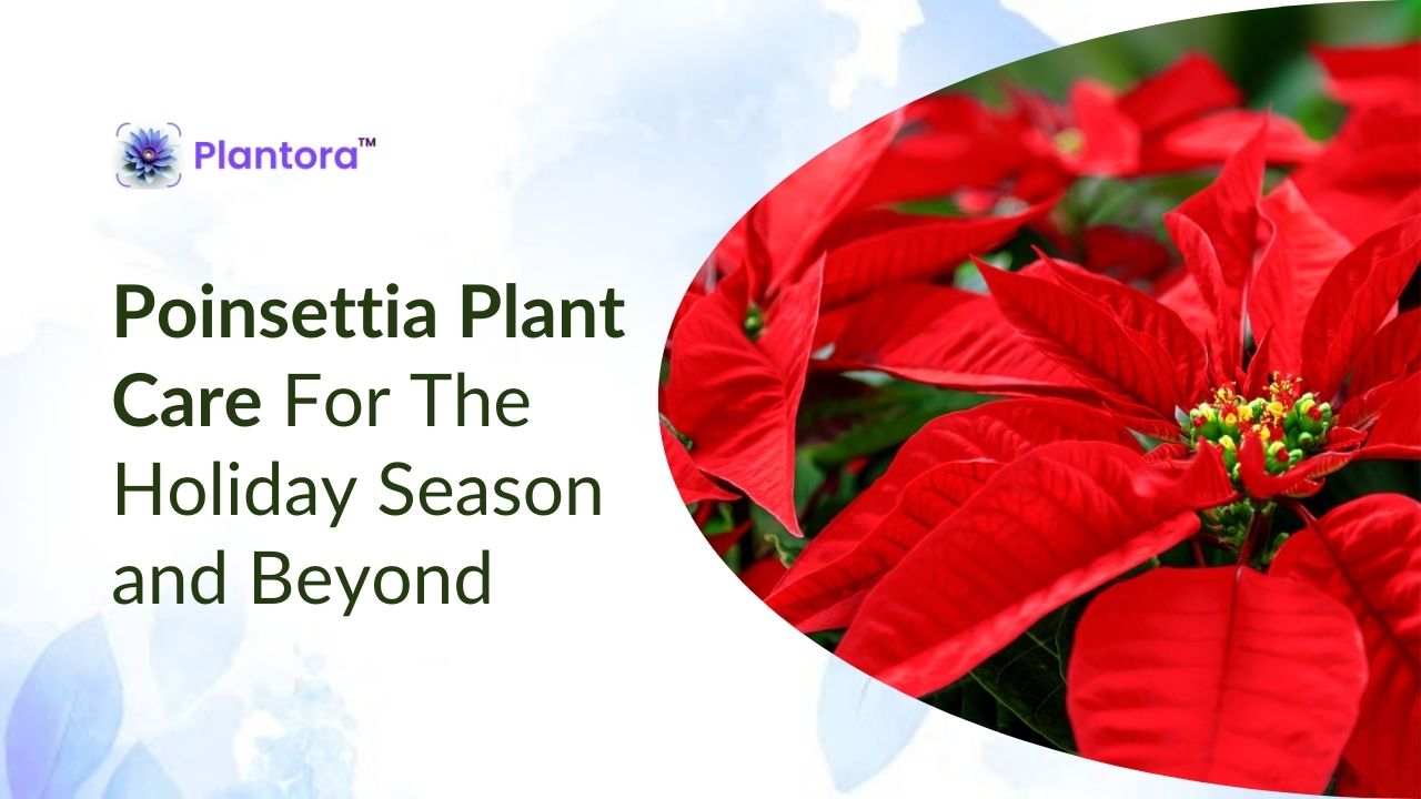 Poinsettia Plant Care For The Holiday Season and Beyond - Plantora